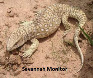 Savannah Monitor - Savannah_1 Savannah Monitor - Savannah_1